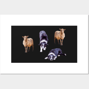 Border Collies and Sheep Sticker Pack Posters and Art